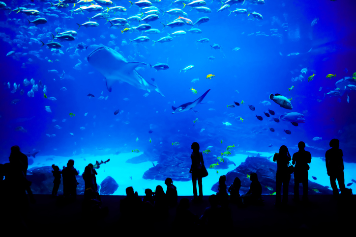 Georgia Aquarium